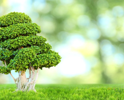 Bonsai