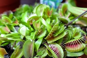 Piante Carnivore