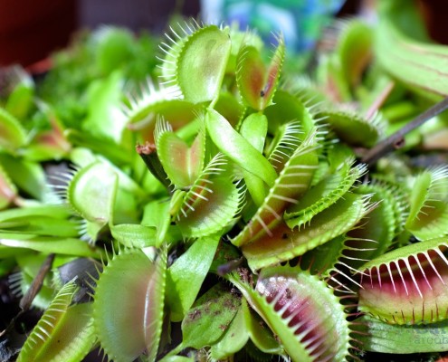 Piante Carnivore