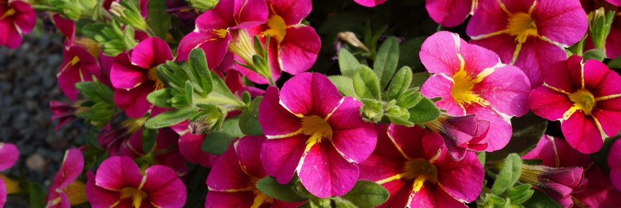 Piante Fiorite