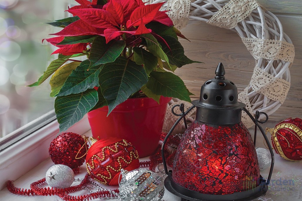 Stelle di Natale