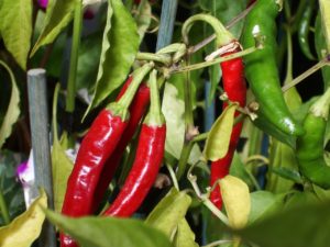 chilli-831039_1280