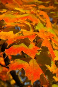 foglie in autunno di acero riccio